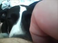 [ Zoo Sex Video ] Fat woman acquires head from dog